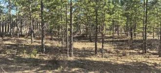 Земельный участок площадью 600 кв. м, кадастровый номер 03:19:250109:1097. Местоположение установлено относительно ориентира, расположенного в границах участка. Почтовый адрес ориентира: Республика Бурятия, Тарбагатайский р-н, ДНТ «Булаг», уч. 299. Категория земель - земли населенных пунктов, вид…