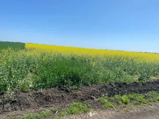 1/6 доля земельного участка (для организации крестьянского (фермерского) хозяйства), площадь 55 801 кв.м., кадастровый номер 23:16:0301009:66. Местонахождение: Краснодарский край, Курганинский р-н, ориентир КФК «Чипигин В.В.», бывшие земли АСХО «Северное», отделение 3, поле 3. Основной вид…