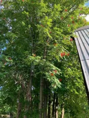 Земельный участок 764 кв.м., ХМАО-Югра. Категория земель: земли сельскохозяйственного назначения, разрешенное использование: под садоводство. Находится по адресу: Ханты-Мансийский автономный округ - Югра, р-н Нефтеюганский, урочище «Сингапайский остров», район КНС-7, СНТ «Энергетик», участок № 56…