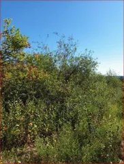 Земельный участок 660 кв.м. с недостроем, Кировская обл., г. Вятские Поляны, сдт. Надежда-2. Категория земель: земли населенных пунктов. Разрешенное использование: садоводство. Кадастровый номер: 43:41:020002:556. На земельном участке расположено недостроенное строение.