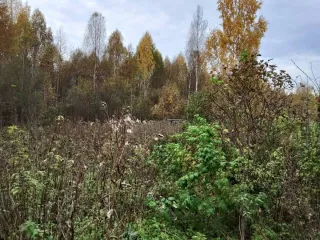Земельный участок, 142561 кв.м, Кировская область, с/х использование (садоводство) 588/532827 доля земельного участка в Кирове, площадь 142561 +/- 138 кв.м., назначение: Земли населенных пунктов, виды разрешенного использования: сельскохозяйственное использование (коллективное садоводство), адрес…