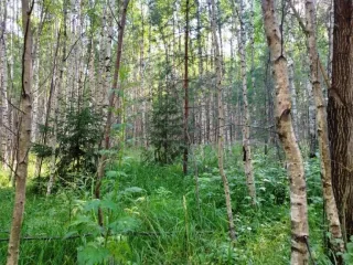 Земельный участок, 495300 кв.м, Нижегородская область, Сокольский район Имущество АО «КАПИТАЛ АСИСТАНС»: земельный участок, кадастровый номер 52:07:0800006:1592, 495300 кв.м. Земельный участок для индивидуального жилищного строительства, земли населенных пунктов, кадастровый номер…