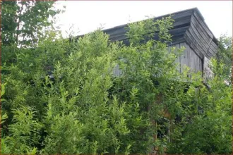 Нежилое здание 43 кв.м и земельный участок 250 кв.м в Костромской области, Мантуровский район, город Мантурово, улица Победы. Здание кафе-бара "Теремок". Кадастровый номер здания: 44:28:030207:66. Кадастровый номер земельного участка: 44:28:030231:86. Категория земель: земли населенных пунктов…