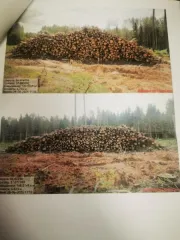 Древесина береза, осина, ель, сосна, ольха. Береза – 478,5 куб.м (деловая: крупная – 7,2 куб.м, средняя – 58,4 куб.м, мелкая – 5,7 куб.м, дровяная – 407,2 куб.м), осина – 293,6 куб.м (дровяная – 293,60 куб.м), ель – 228 куб.м (деловая: крупная – 9,3 куб.м, средняя – 66,4 куб.м, мелкая – 13,4 куб.м…