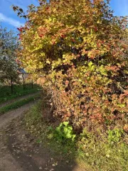 Земельный участок в Башкортостане, 608 +/  17 кв.м. еще Земельный участок для ведения садоводства площадью 608 +/  17 кв.м. Категория земель: земли сельскохозяйственного назначения. Адрес  местонахождение : Местоположение установлено относительно ориентира, расположенного в границах участка…