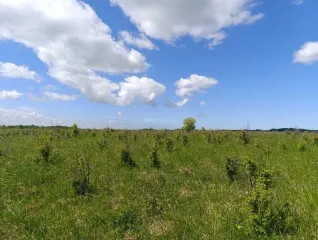 Земельный участок 63 999 кв. м, Калининградская обл., Гурьевский р-н, п. Голубево, 63 999 +/- 2 214 кв. м, адрес: местоположение установлено относительно ориентира, расположенного в границах участка, ориентир юго-западнее населенного пункта, почтовый адрес ориентира: Калининградская обл…