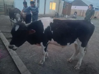 Бык черный с белыми пятнами, 2022 г.р.