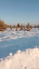 Земельный участок, расположенный по адресу: Российская Федерация, Республика Саха  Якутия , Олекминский улус, г. Олекминск, пер. Семейный, з/у 17, кадастровый номер: 14:23:010001:4137, площадь: 1000 +/  3 кв.м., вид разрешенного использования объекта недвижимости: под жилую застройку …