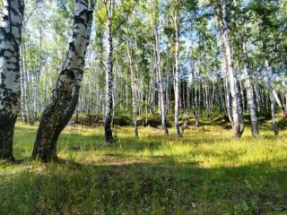 Земельный участок, 495300 кв.м, Нижегородская область, Сокольский район Имущество АО «КАПИТАЛ АСИСТАНС»: земельный участок, кадастровый номер 52:07:0800006:1592, 495300 кв.м. Земельный участок для индивидуального жилищного строительства, земли населенных пунктов, кадастровый номер…