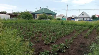 Земельный участок 650 кв.м и дом 22,3 кв.м Новосибирская область Тогучинский район город Тогучин улица Майская дом 43 Кадастровый номер участка 54:24:010121:37 кадастровый номер дома 54:24:010121:193