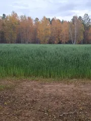 Земельный участок площадью 9913 кв.м, расположенный по адресу: Забайкальский край, Улетовский район, с. Аблатуйский Бор, ул. Придорожная, д.17а. Категория земель: земли населенных пунктов. Вид разрешённого использования: для ведения личного подсобного хозяйства (приусадебный земельный участок)…