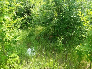 Земельный участок 500 кв.м Самарская область 1/2 на земельном участке, площадь 500, назначение: Земли населенных пунктов, адрес: Россия, Самарская область, Куйбышевский р-н, г. Самара, Подстепновка, линия 4, дом 142, кадастровый номер: 63:01:0417004:907.