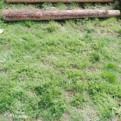 Древесина: бревна и сортименты сосна ель береза. Бревно, диаметр 67 см, дерево породы сосна. Бревно, диаметр 65 см, дерево породы сосна. Бревно, диаметр 60 см, дерево породы сосна. Дерево породы сосна, диаметром 19 см. Дерево породы ель, диаметром 11,5 см. Бревна различной породы. Сортименты…