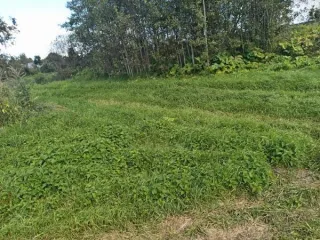 Земельный участок площадью 3600 кв. м, кадастровый номер 60:13:0012101:72, категория земель - земли населенных пунктов, вид разрешенного использования – для ведения личного подсобного хозяйства. Местоположение установлено относительно ориентира, расположенного в границах участка. Почтовый адрес…