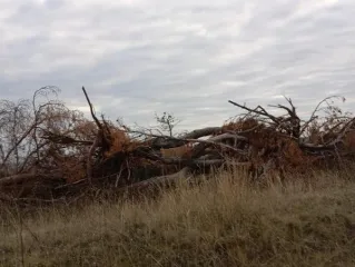 Выкорчеванные деревья 631к. Количество и породный состав древесины: -