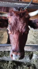 Крупный рогатый скот (коровы, в том числе дойная) в количестве 10 голов, идентификационные номера: 91066, 91060, 83598, RUlal 7Ьас7093024, 2890, 81320, 93054, 2879, 81306, 81312.