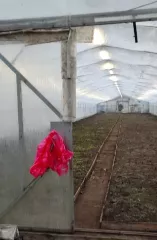 Земельный участок пл. 11435 кв.м., земли с/х назначения, для ведения крестьянского (фермерского) хозяйства; кад. № 47:07:0953003:486, Ленинградская обл., Всеволожский МР, Рахьинское ГП, а также имущество, расположенное на земельном участке: 
Теплица (металлический каркас тепличного комплекса 70 м…