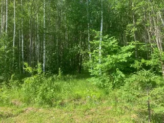 Земельный участок площадью 1062 кв. м с кадастровым номером 59:01:2010349:164, расположенный по адресу: Российская Федерация, Пермский край, городской округ Пермский, город Пермь, улица Торфяная, з/у 51г. Назначение: для индивидуального жилищного строительства. Вид разрешённого использования: 2.1.