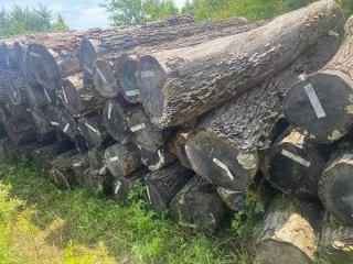 Пиловочник дуба монгольского Пиловочник дуба монгольского общим номинальным объемом без учета коры 679,93 м3, общим фактическим  объемом с учетом коры 792,32 м3. Всего 1538 бревен. Имущество находится на хранении с 2021 года, имеет повреждения в виде сколов, трещин и частичного отсутствия коры…