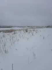Земельный участок. Кадастровый номер: 74:19:1701003:610. Виды разрешенного использования: для индивидуального жилищного строительства. Местоположение: Российская Федерация, Челябинская область, Сосновский р-н, примерно в 1000 м по направлению на юг от центра с. Архангельское. Площадь: 526 +/- 5…