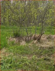 Земельный участок 902 кв.м в Тверской области, Калининский район, сельское поселение Никулинское, СНТ "Надежда", участок 7. Кадастровый номер: 69:10:0244301:7. Вид собственности: индивидуальная.