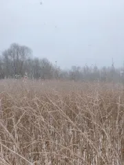 Земельный участок 1501 кв.м, Московская область. Кадастровый номер: 50:25:0010116:485. Вид разрешённого использования: 2.2.