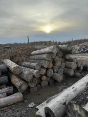 Drevesina assortiment. Древесина в ассортименте согласно приложению. Проверка исправности имущества не проводилась. Товаросопроводительные документы не передавались. Погрузка и транспортировка имущества с места хранения осуществляется покупателем силами и за его счет. Продавец не несет…