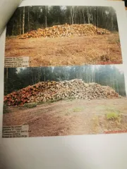 Древесина береза, осина, ель, сосна, ольха. Береза – 478,5 куб.м (деловая: крупная – 7,2 куб.м, средняя – 58,4 куб.м, мелкая – 5,7 куб.м, дровяная – 407,2 куб.м), осина – 293,6 куб.м (дровяная – 293,60 куб.м), ель – 228 куб.м (деловая: крупная – 9,3 куб.м, средняя – 66,4 куб.м, мелкая – 13,4 куб.м…