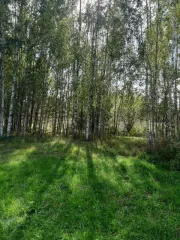 Земельный участок площадью 5000 кв.м. Кадастровый номер: 37:22:020126:43. Расположен в Ивановской области, Юрьевецкий район, деревня Коурцево, дом 14. Категория земель: земли населенных пунктов. Разрешенное использование: для ведения личного подсобного хозяйства.