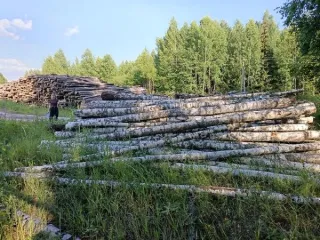 Древесина береза, осина, липа, 7,763 куб. м, Республика Марий Эл 1. Бревна породы береза (дровяная) объемом 0,673 куб.м. - 4 шт.; 2.Древесина породы береза объемом 5,54 куб.м. - 49 шт. -Осина объемом 0,35 куб. м.- 2 шт. -Липа объемом 1,54 куб. м. - 20 шт. 1. Бревна породы береза (дровяная) объемом…
