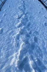 Пирс пожарный