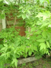 Земельный участок 2051 м² Алтайский край, Табунский район, село Сереброполь, улица Ленина, дом 89. Кадастровый номер: 22:46:060402:7. Площадь участка 2051+/-32 кв.м.