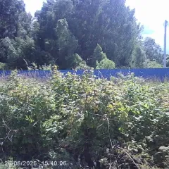 Земельный участок 1200 кв.м, с. Белая Колпь, Московская область, муниципальный округ Шаховская, примерная площадь 1200 кв.м., кадастровый квартал 50:06:0040203, категория – земли населенных пунктов, расположен по адресу: Московская область, муниципальный округ Шаховская, с. Белая Колпь, цель…