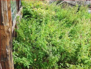 Доли дома и земельного участка, 23,7 кв.м и 4500 кв.м, Пензенская обл., Никольский р-н 1/4 доля дома и 1/4 доля земельного участка в Пензенской обл. еще 1/4 доля дома и 1/4 доля земельного участка в Пензенской обл. еще 1/4 доля в праве на жилое здание, площадь: 23,7кв.м., кадастровый номер…
