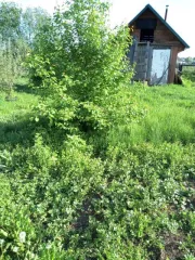 Земельный участок, площадь 3777 +/- 22 кв.м., кадастровый (условный) номер: 22:33:051401:283. Принадлежит должнику на праве собственности.
Адрес (местонахождение): Россия, Алтайский край, Первомайский район, п.Нижняя Петровка, ул.Хохловка 2