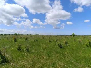 Земельный участок 114 000 кв.м, Калининградская обл., Гурьевский р-н, местоположение установлено относительно ориентира, расположенного в границах участка, почтовый адрес ориентира: Калининградская обл., Гурьевский р-н, расположен юго-западнее пос. Голубево, с северо-запада от железной дороги…