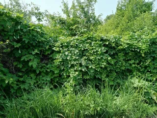 Земельный участок 500 кв.м Самарская область 1/2 на земельном участке, площадь 500, назначение: Земли населенных пунктов, адрес: Россия, Самарская область, Куйбышевский р-н, г. Самара, Подстепновка, линия 4, дом 142, кадастровый номер: 63:01:0417004:907.