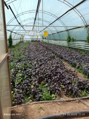 Земельный участок и теплицы, Волгоградская область. Земельный участок, местоположение установлено относительно ориентира, расположенного в границах участка. Почтовый адрес ориентира: Волгоградская область, город Волжский, СНТ "Оптимист", улица 2, участок 38. Кадастровый (условный) номер…