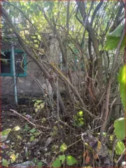 Доля дома и участка 25.6+500 кв.м в Саратовской области. 1/3 доля в праве на жилой дом, площадь 25.6 кв.м, кадастровый номер 64:03:120212:212, и 1/3 доля в праве на земельный участок, площадь 500 кв.м, кадастровый номер 64:03:120210:12. Категория земель: земли населенных пунктов. Вид разрешенного…