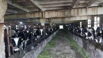 Стойловое стационарное оборудование 2d