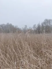 Земельный участок 1501 кв.м, Московская область. Кадастровый номер: 50:25:0010116:485. Вид разрешённого использования: 2.2.