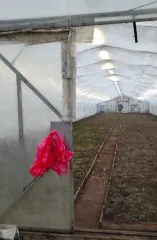 Земельный участок площадью 11435 кв.м, земли сельскохозяйственного назначения, для ведения крестьянского (фермерского) хозяйства. Ленинградская область, Всеволожский район, Рахьинское городское поселение, кадастровый номер 47:07:0953003:486. На участке расположено имущество: теплица (металлический…