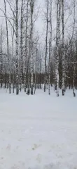 Земельный участок 1000 кв.м, с/х назначения, Нижегородская обл, Тонкинский р-н, рп Тонкино, кадастровый номер 52:04:0300023:101, вид собственности: индивидуальная. Для получения всей имеющейся информации (в том числе фото) направить запрос на rudnichenko.torg2025@yandex.ru (в теме письма указать…