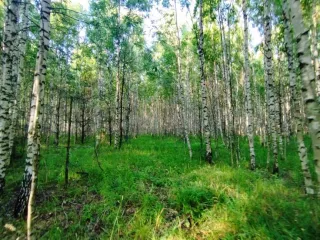 Земельный участок, 495300 кв.м, Нижегородская область, Сокольский район Имущество АО «КАПИТАЛ АСИСТАНС»: земельный участок, кадастровый номер 52:07:0800006:1592, 495300 кв.м. Земельный участок для индивидуального жилищного строительства, земли населенных пунктов, кадастровый номер…