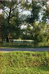 Земельный участок 1833 кв.м в Пензенской области, Кузнецкий район, село Радищево, улица Радищева, дом 16. Площадь: 1833 кв.м. Категория земель: земли населенных пунктов. Разрешенное использование: для ведения личного подсобного хозяйства. Кадастровый номер: 58:14:0000000:194.