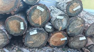 Древесина в виде чурок породы лиственница. В количестве 38 штук. Древесина в виде чурок породы лиственница. В количестве 38 штук. 
Количество и породный состав древесины: Древесина в виде чурок породы лиственница. В количестве 38 штук. 
