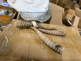 Рога сайгака (Saiga tatarica) 10 штук. Рога дикого животного сайгака (Saiga tatarica). 10 Шт.