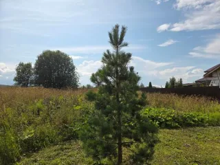 Аренда земельного участка 1506 кв.м. для ИЖС в Сергиево-Посадском г.о. (КН 50:05:0120102:484) Площадь земельного участка 1506 Кадастровый номер земельного участка 50:05:0120102:484 Вид разрешённого использования земельного участка 2.1