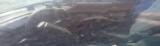 ВАЗ 21140, г/н Т135ЕУ19, VIN ХТА21140064269494. Техническое состояние не проверялось. Многочисленные следы ржавчины, ДТП. Находится в частично разукомплектованном состоянии. Документы отсутствуют. Наложены запреты на регистрационные действия. Погрузка и транспортировка имущества осуществляется…