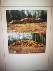 Сосна – 71,2 куб.м (деловая: средняя – 26,1 куб.м, мелкая – 13,1 куб.м, дровяная – 32 куб.м), ель – 59,2 куб.м (деловая: средняя – 18,6 куб.м, мелкая – 13,7 куб.м, дровяная – 26,9 куб.м), береза – 144,5 куб.м (деловая: средняя – 35,2 куб.м, мелкая – 22,5 куб.м, дровяная – 86,8 куб.м), осина – 6,1…